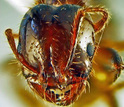 closeup of a fire ant's head