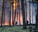 Incêndio em uma floresta de pinheiros na Sibéria.