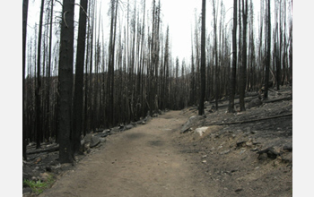 Photo showing area one year after the 2006 Tripod Complex fires in northern Washington.