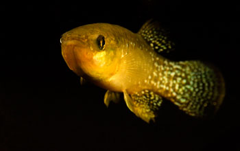 Photo of a killifish, the fish studied in the Gulf of Mexico oil spill research project.