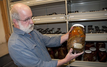 Photo of Phil Hastings with specimens to be incorporated into the Scripps collection.