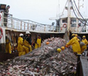 Photo of croakers on the deck of a boat.