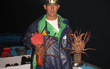 Photo of a fisher in the Galapagos holding red and green spiny lobsters.