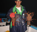 Photo of a fisher in the Galapagos holding red and green spiny lobsters.