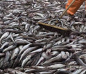 Photo of a broom being used to move Alaskan pollock on the deck of a ship.