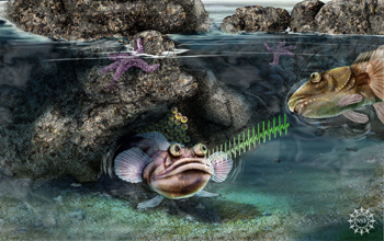 An artist's representation of the midshipman fish singing to attract a mate.