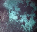 Bacteria form large undersea mats in some areas of the ocean's deepest realms.