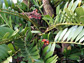 Photo of the cycad Zamia furfuracea showing bright red seeds erupting from the cones.