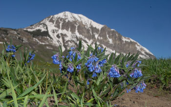 Photo of dwarf bluebells with a snow-capped mountain in the background.