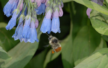 Photo of a bumblebee worker visiting flowers of the tall bluebell.