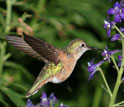 Photo of a female broadtailed hummingbird collecting nectar from the flowers of tall larkspur.