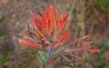 Photo of flowers of Indian paintbrush.