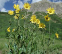 Photo of Aspen sunflowers in a montane meadow with mountains in the background.