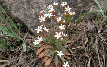 Photo of flowers of rock jasmine.