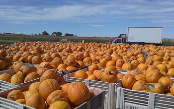 pumpkins in crates with a truck in the background.