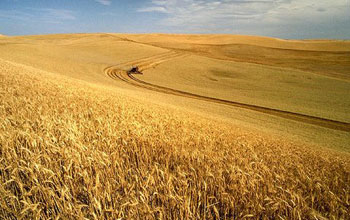 a field of wheat with a road through the center of the image.