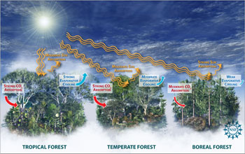 Illustration showing the impact of tropical, temperate and boreal forests on Earth's climate