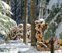 A family woodlot in Maine.