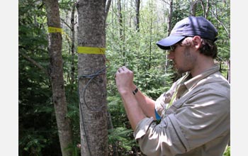 Photo of Michael Loranty wiring one of many sap flow sensors in the aspen stand.