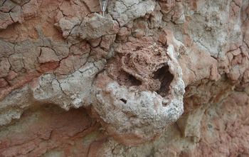 A 25 million-year-old termite nest with the remains of a 