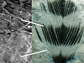 Striped fossil feather and recent woodpecker feather show melanosomes in dark but not light areas.