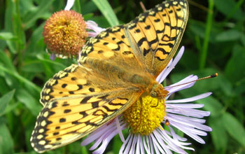 Photo of a Mormon Fritillary butterfly feeding on an aspen fleabane daisy.