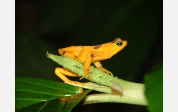 Photo of the Panamanian golden frog, one of more than 100 disappearing species of harlequin frogs.