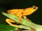 Panamanian golden frog on a branch