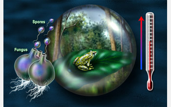 Illustration shows a frog in a globe, increasing temp on thermometer, and fungi spores.