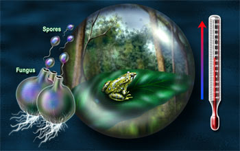 Illustration showing a frog in globe, increasing temp on thermometer, and spores from fungi.