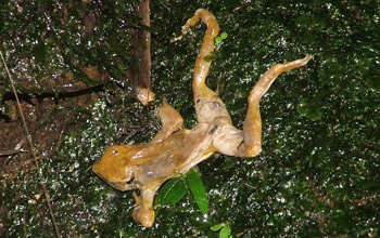 Photo of a dead golden frog decomposing on a mossy boulder in El Cope, Panama.