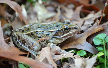 New frog species found in NYC, surrounding area; was hiding IN PLAIN SIGHT on ...