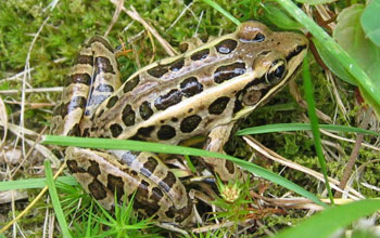 Photo of a pickerel frog.