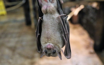 bat hanging by its feet