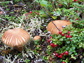 Photo showing fungi in Alaskas boreal forest.