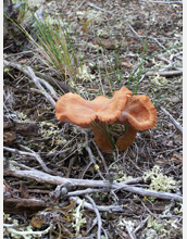 Photo of a Laccaria species in an Alaskan forest.