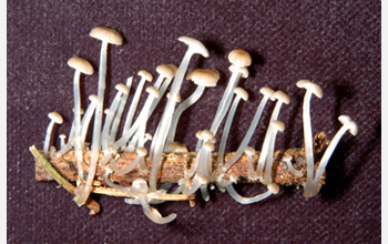 Light photo of a new, currently undescribed species tentatively called Mycena luxaeterna.