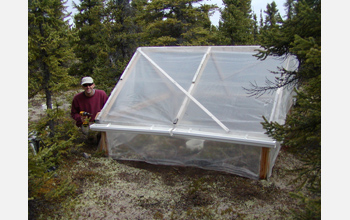 Biologist Steven Allison in Alaskan forest, maintaining the greenhouse warming experiment.