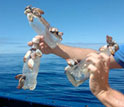 Photo of plastic bottles, many with an assortment of inhabitants.