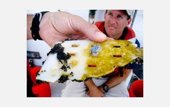 Photo of plastic that floated at the surface and carried a crab, algae and flying fish eggs.