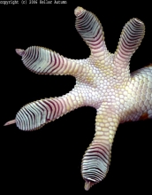 A close-up view of a tokay gecko's foot.