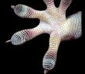 A close-up view of a tokay gecko's foot.