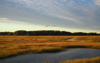a Massachusetts marsh