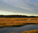 a Massachusetts marsh