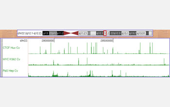 Schematic diagram showing human chromosome 21 with a small region outlined in red.