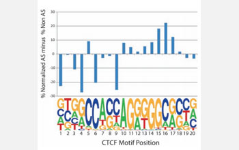 Representation of allele-specific and non-allele-specific SNPs across the CTCF binding motif (17).