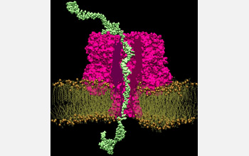 Illustration of a double-stranded DNA in a synthetic nanopore revealed by molecular simulation.