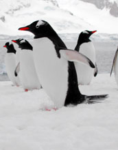 Gentoo penguins