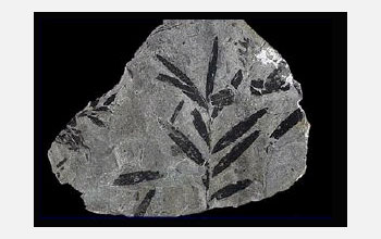 Photo of ancient fossil leaves.