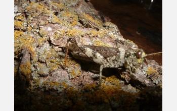The grizzly spur-throat grasshopper is nearly impossible to see against lichen-covered tree bark.